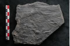 Foto (Detailansicht) von Noeggerathia palmaeformis Goeppert (NHMW-GEO-2024-0188-10742)